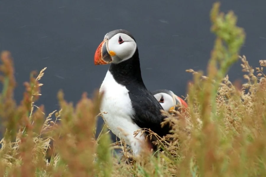 Iceland Puffin. Iceland Tour