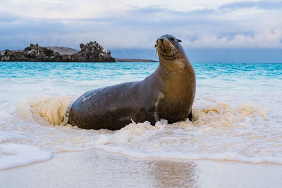 Gal_pagos_Islands_Espa_ola_Island_HGR_165417_1080_Photo_Andres_Mesias