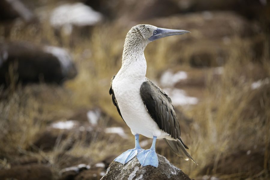 Galapagos-Ecuador-HGR-154017- Photo_Ashton_Ray_Hansen