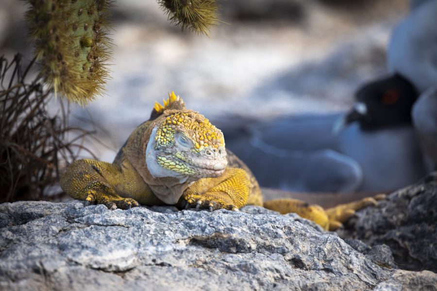 Galapagos-Ecuador-HGR-154034- Photo_Ashton_Ray_Hansen