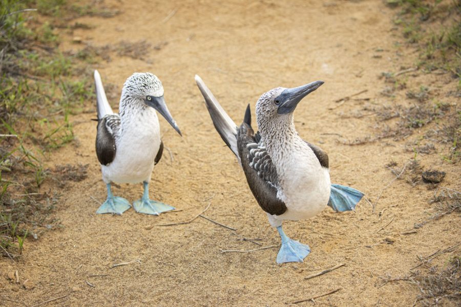 Galapagos-Ecuador-HGR-154074- Photo_Ashton_Ray_Hansen