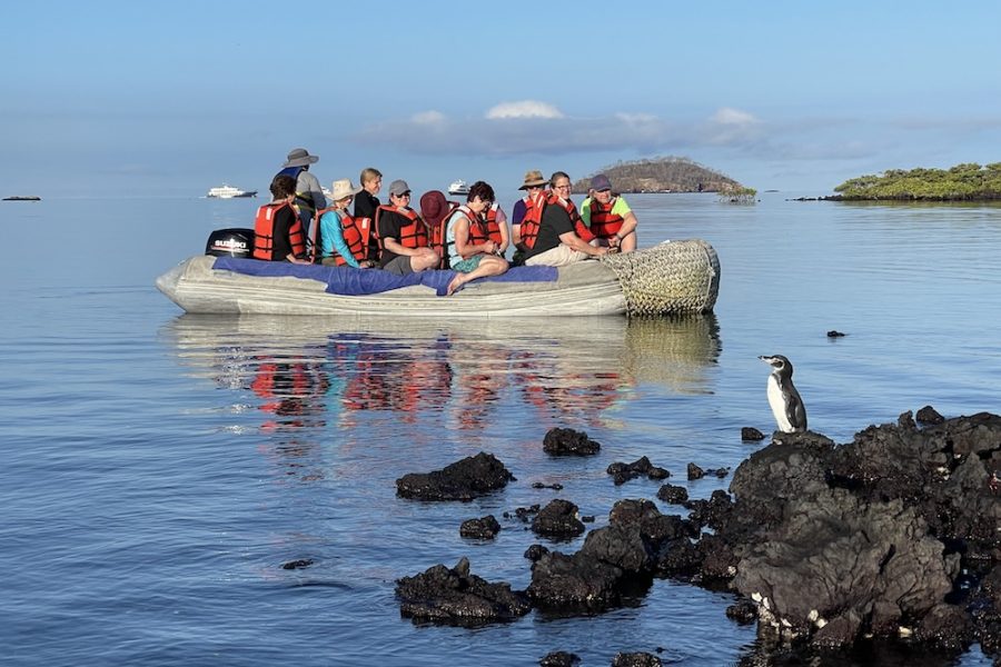 Galapagos Penguin