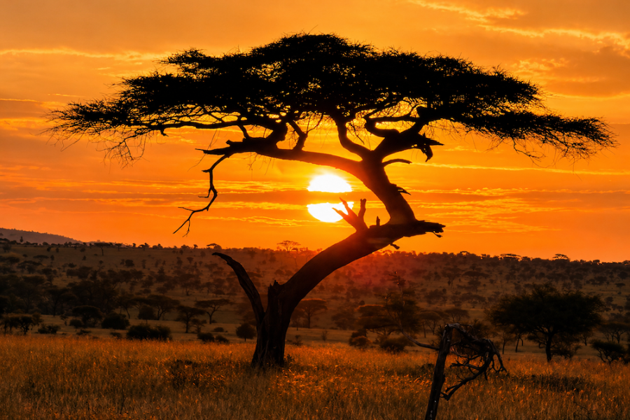 Gosheni - Kilimanjaro & Serengeti 13