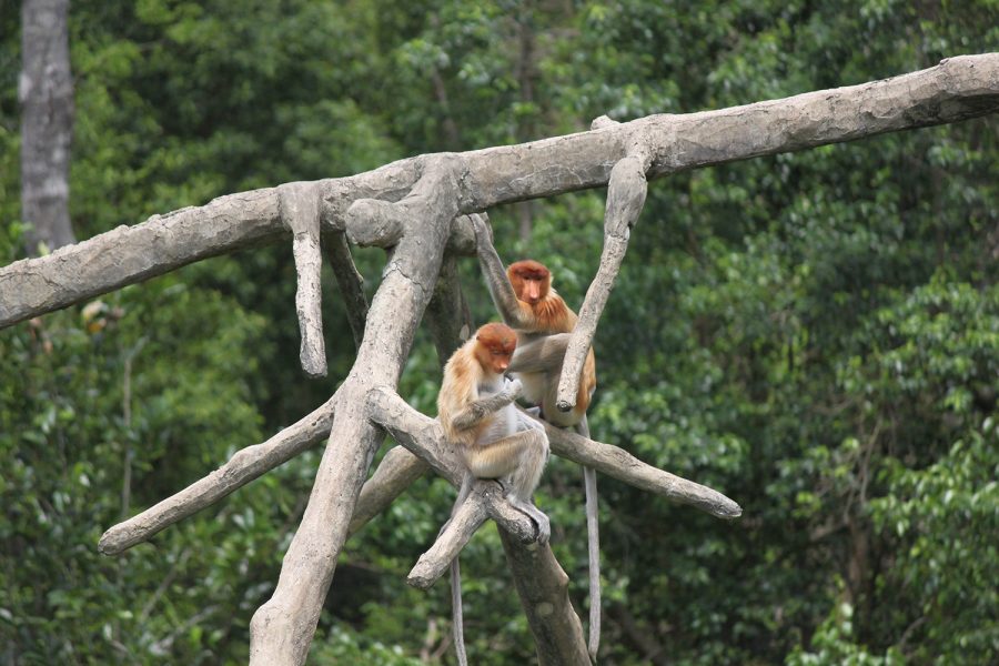 Proboscis Monkeys Borneo