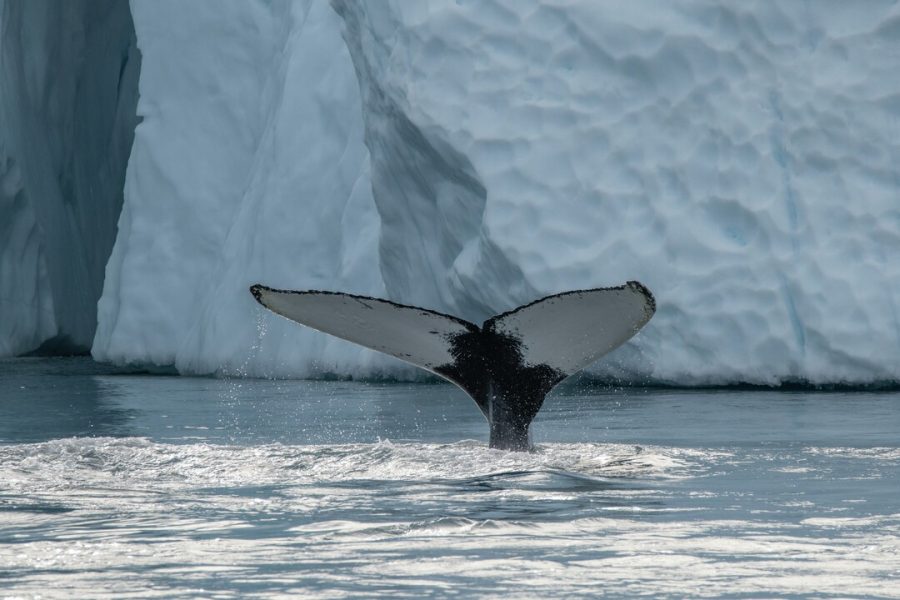 Ilulissat_Greenland_HGR_158385_1080_Photo_Kim_Rormark