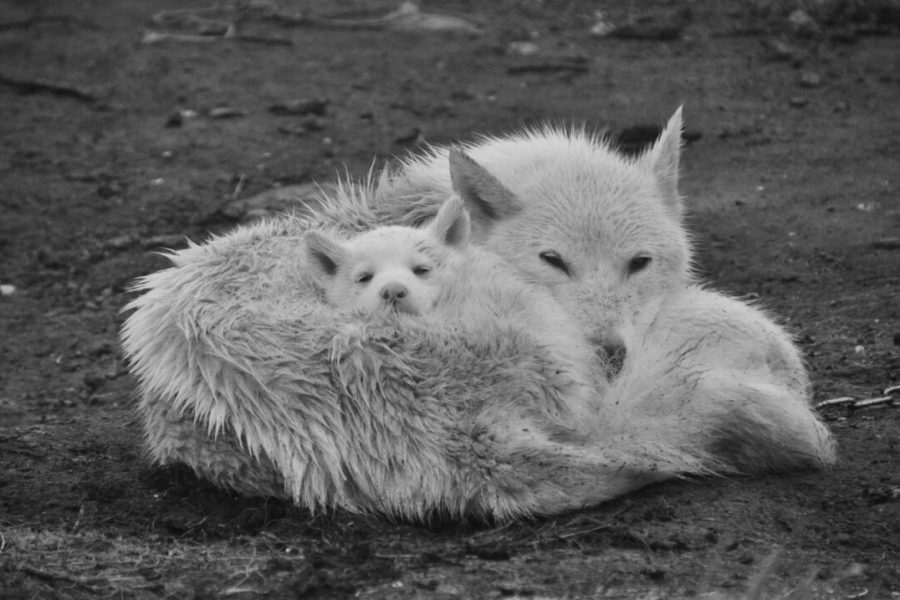 Une mère et son petit....