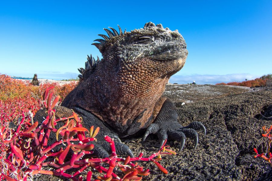 Marine Iguana on Isabela Island Galapagos; Shutterstock ID 1890769441; purchase_order: Darwin; job: Galapagos; client: Global Marketing; other: