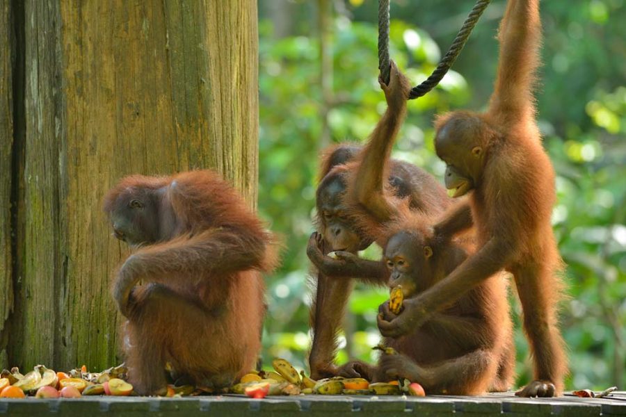 SEPILOK ORANG UTAN -  SABAH (2015)