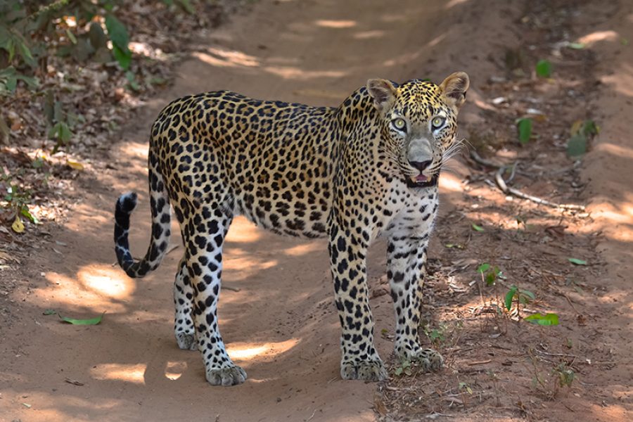 Leopard Sri Lanka. MyHoliday2