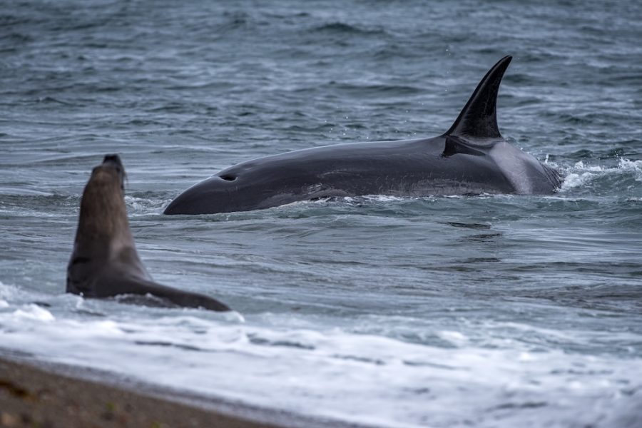 Killer whale while attacking a newborn sea lion on patagonia beach