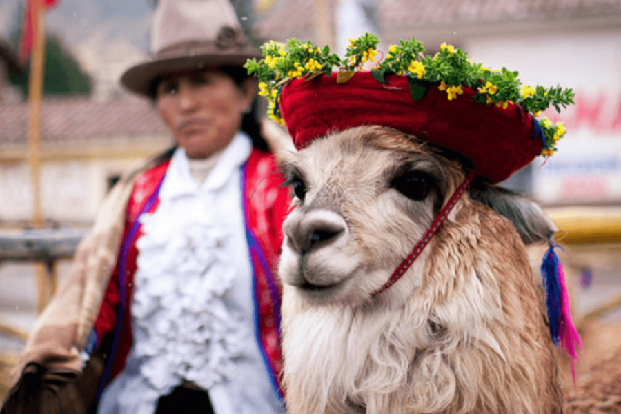 Llama and peru person