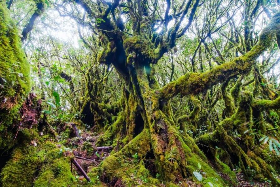 Mossy Forset Cameron Highlands MyHoliday2 Malaysia Tour