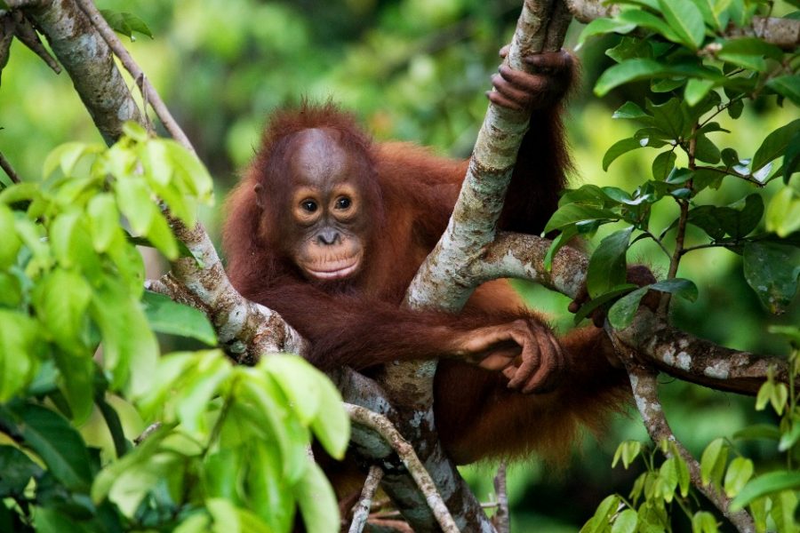 Borneo Tour with flights