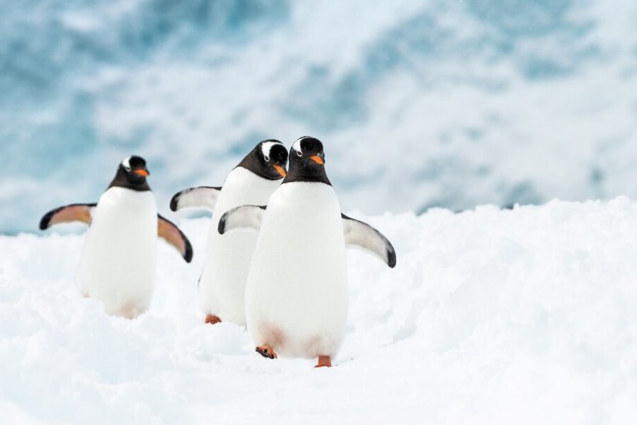 Neko-Harbour-Antarctica-HGR-129458_1080-Photo_Stefan_Dall