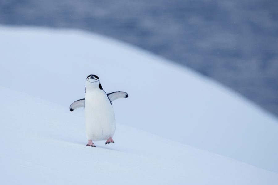 Orne-Harbour-Antarctica-HGR-155036_1080-Photo_Yuri_Matisse_Choufour