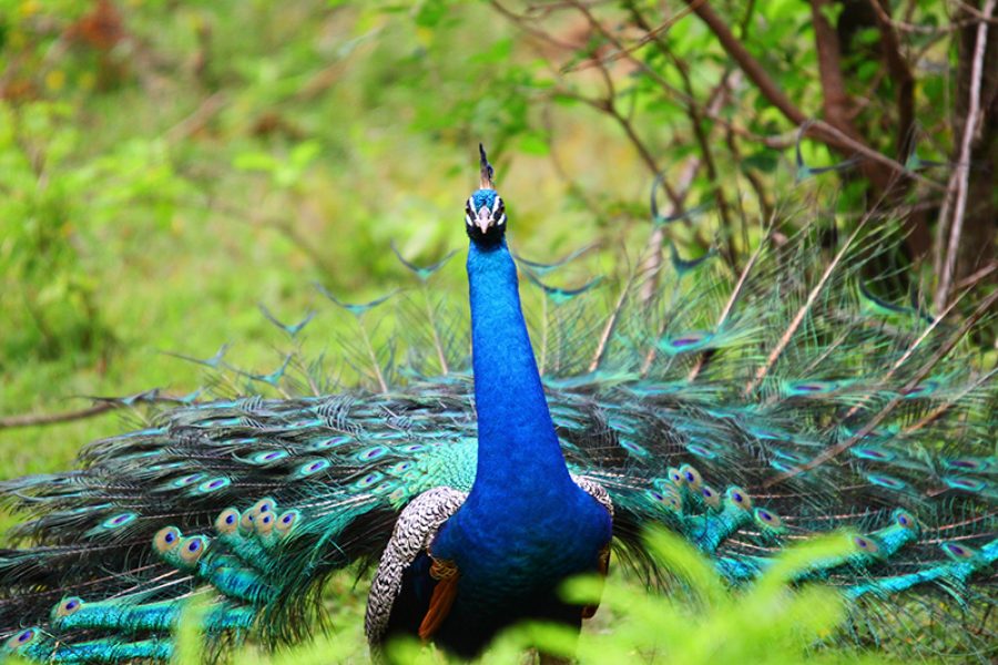 Peacock Sri Lanka