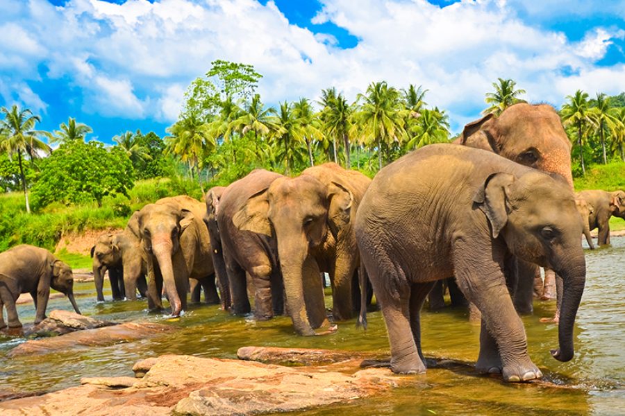 Sri Lanka tour with flights MyHoliday2 - Pinnawela Elephant orphanage