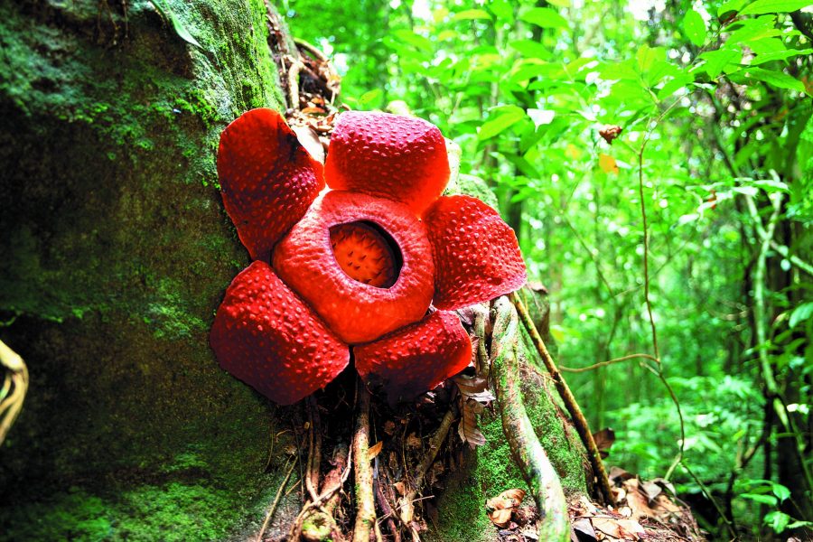 Rafflesia