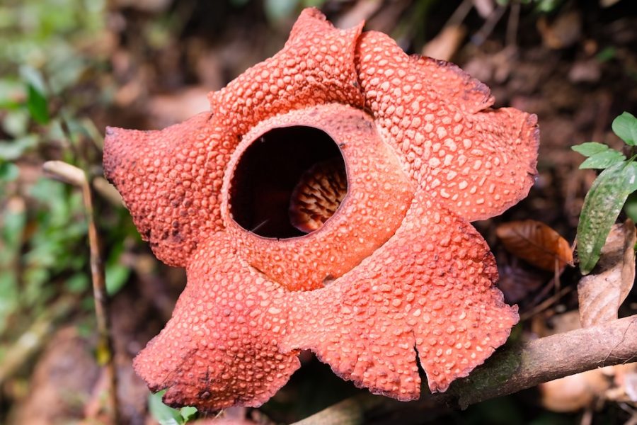Rafflesia Borneo