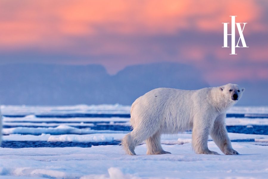 Svalbard Cruises