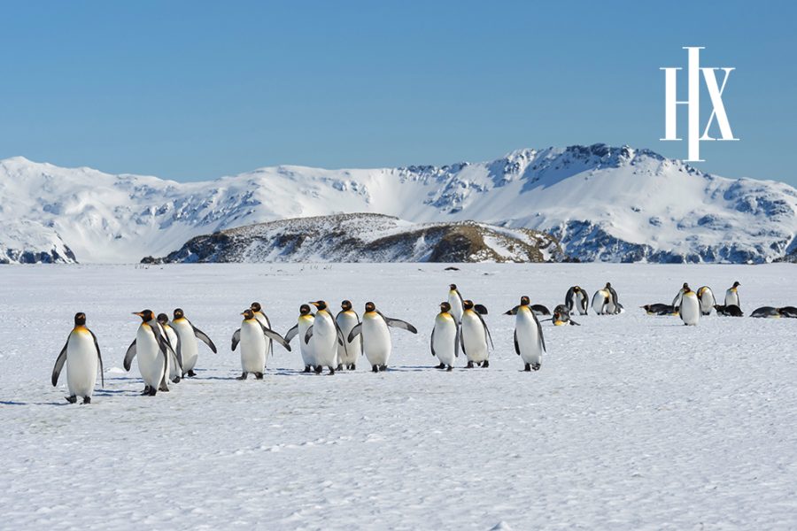 Antarctica and South Georgia Expedition