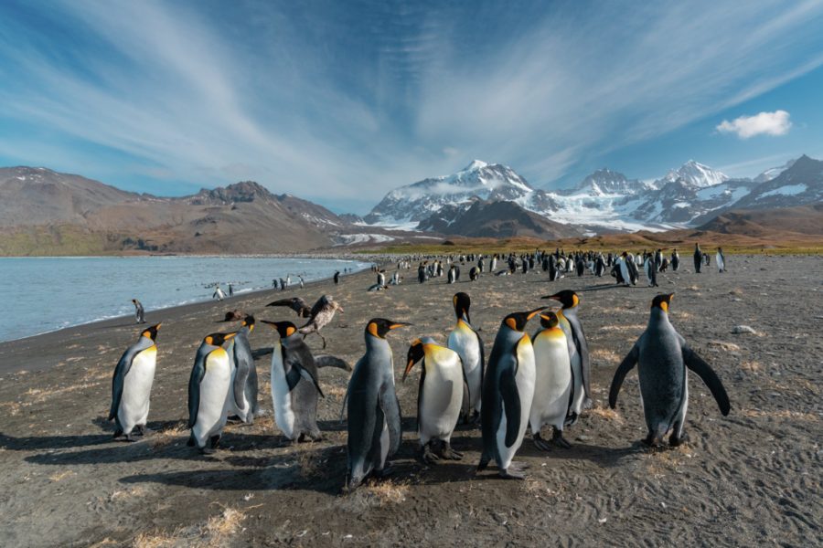 South Georgia and Antarctica Expedition