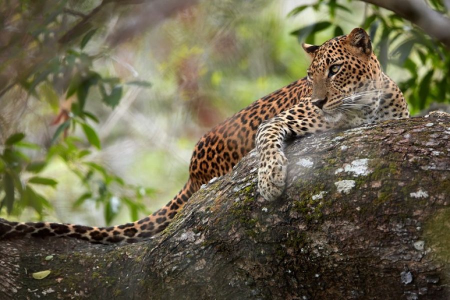 SRI LANKA TOUR MYHOLIDAY2 LEOPARD