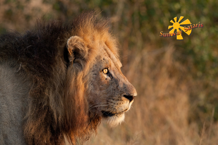 Sunway Rainbow Route 31