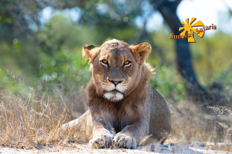 Sunway Rainbow Route 4