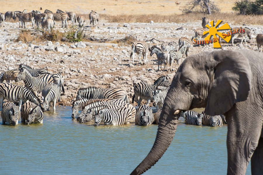 Sunway Sunway Namibia Etosha Okaukeujo Bruce Taylor-7051.jpg