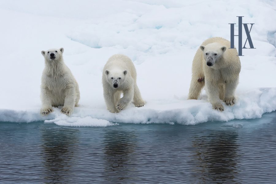 Svalbard Expedition Hurtigruten HX