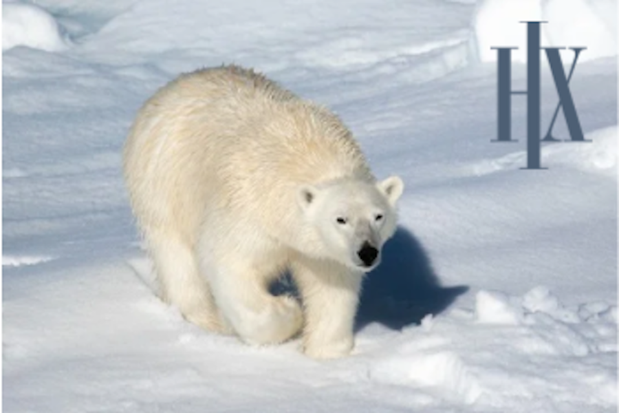 Svalbard Main