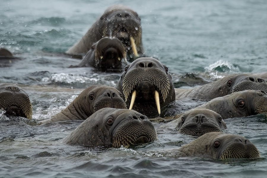 Svalbard_Torellneset_Walrus_HX_48038_Photo_Geraldine_Prince