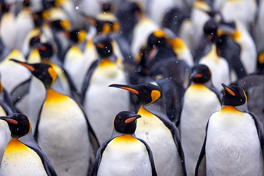 Swan Hellenic - Penguins