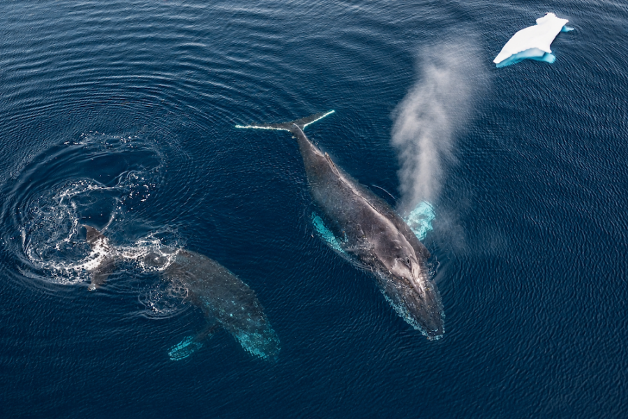 Swan Hellenic - Whales