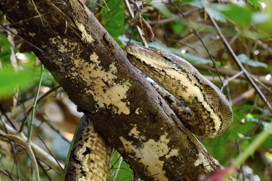 Tabin Sabah Borneo