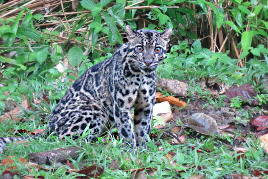 Tabin Sabah Borneo 1