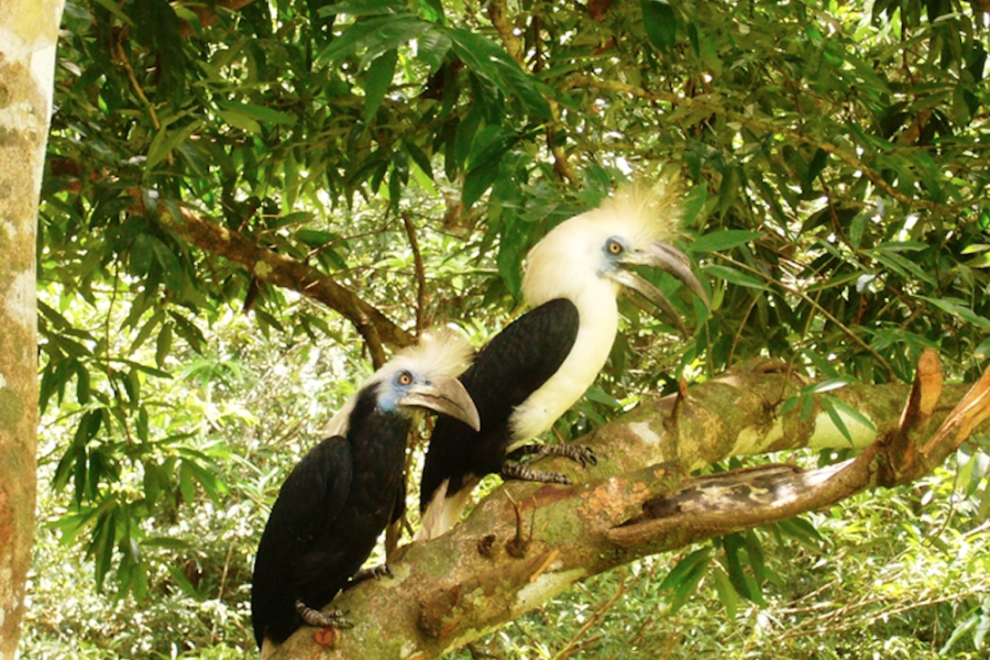 Tabin Sabah Borneo Birds