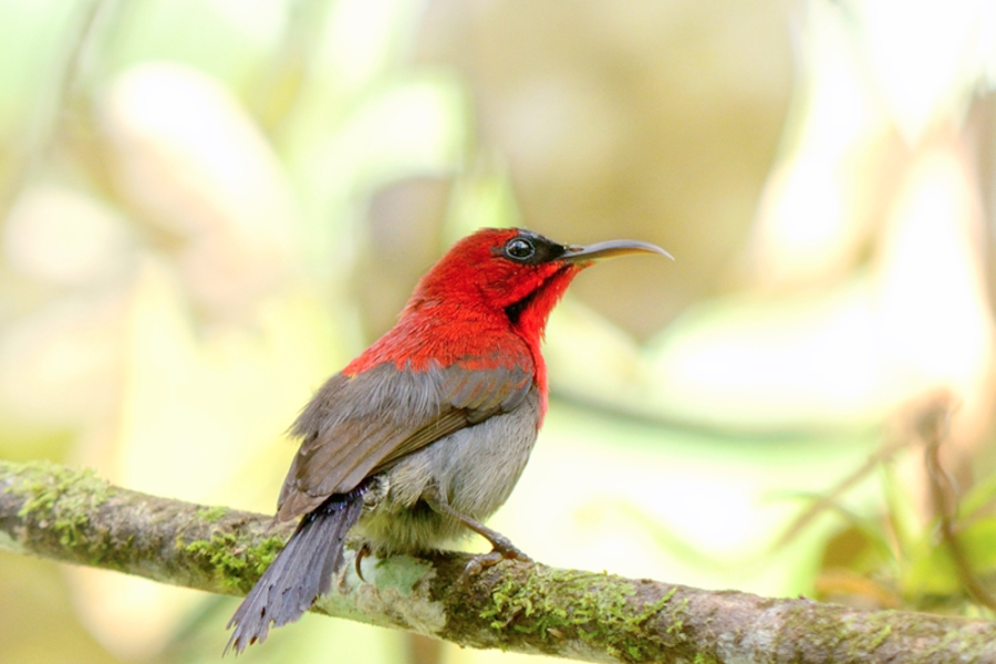 Tabin Sabah Borneo Birds 1