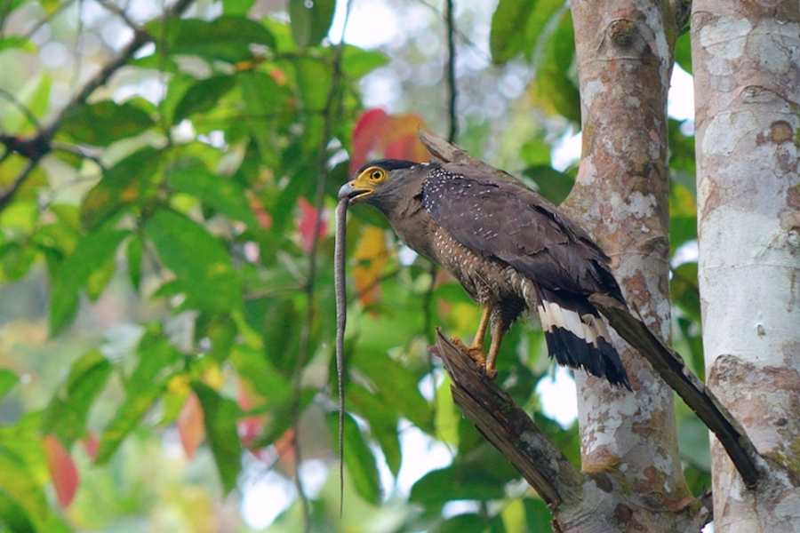 Tabin Sabah Borneo Birds 2