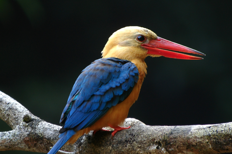 Tabin Sabah Borneo Birds 3