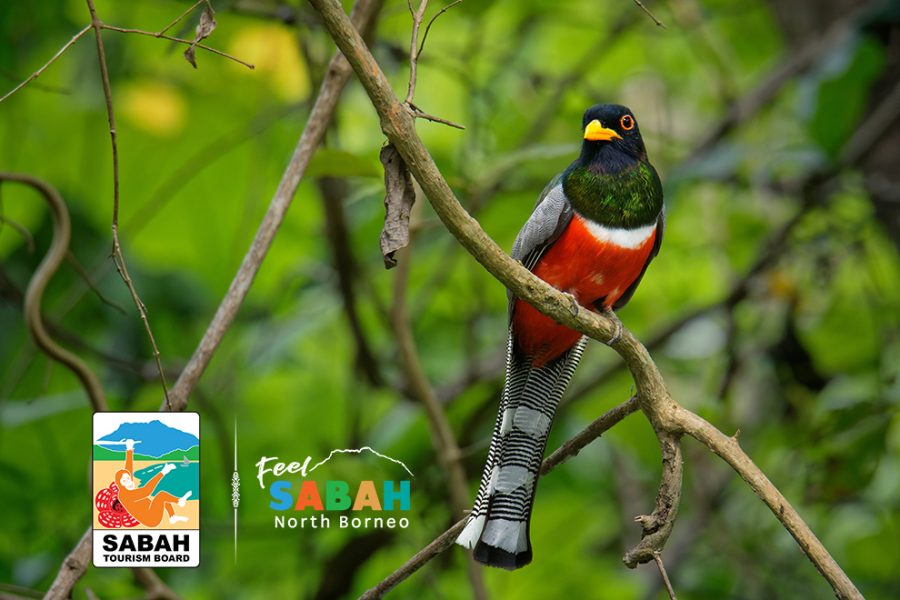 Tabin Wildlife Reserve bird watching tour