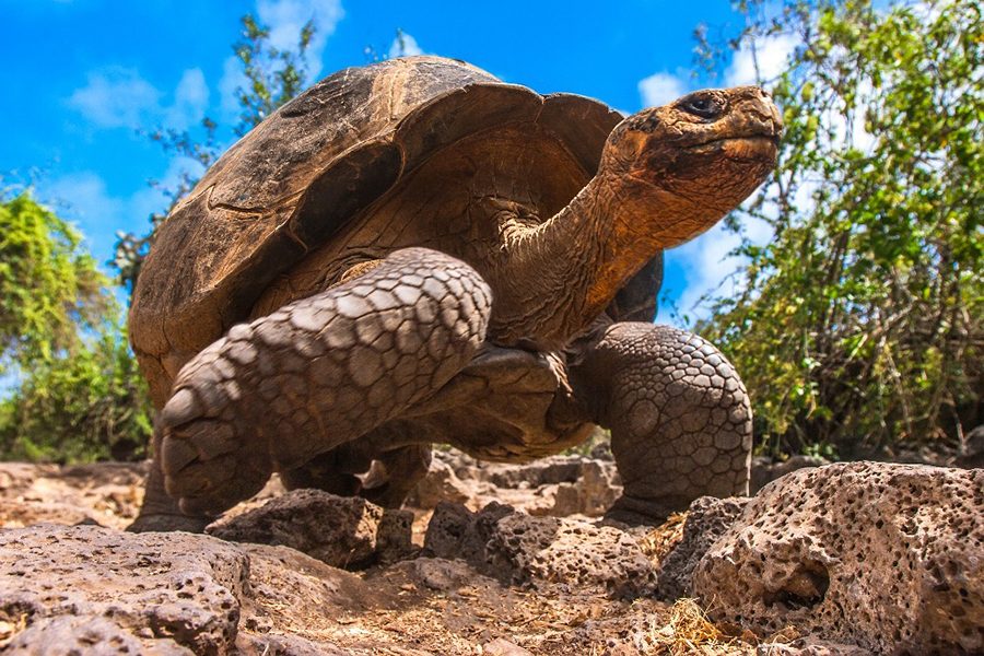 MyHoliday2 Galapagos