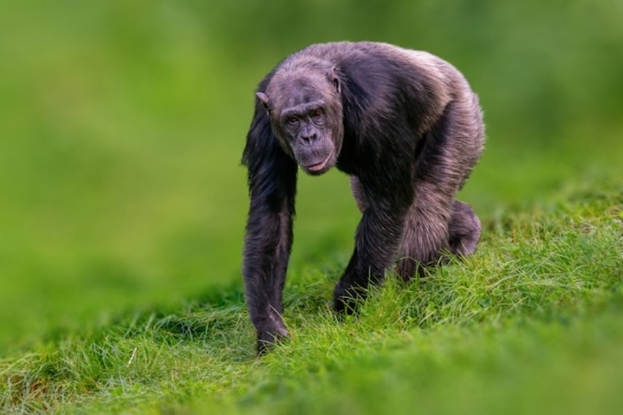 a west african chimpanzee airs through a meadow