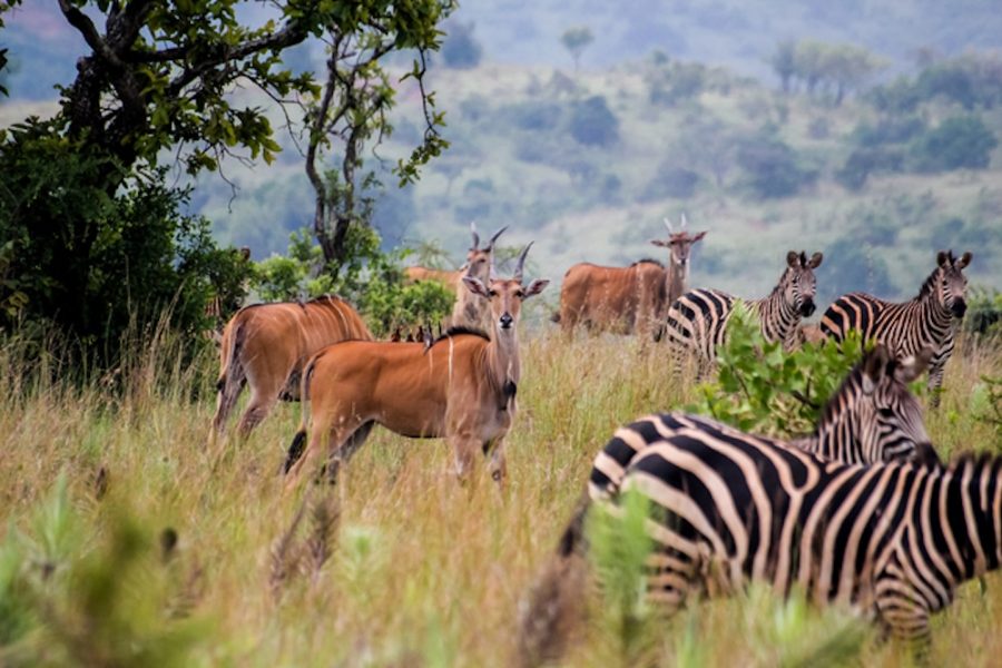 Akagera National park in Rwanda