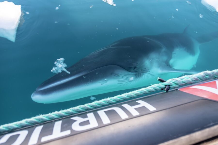 Whale-Neko-Harbour-Antarctica-HGR-134530_1080-Photo_Genna_Roland