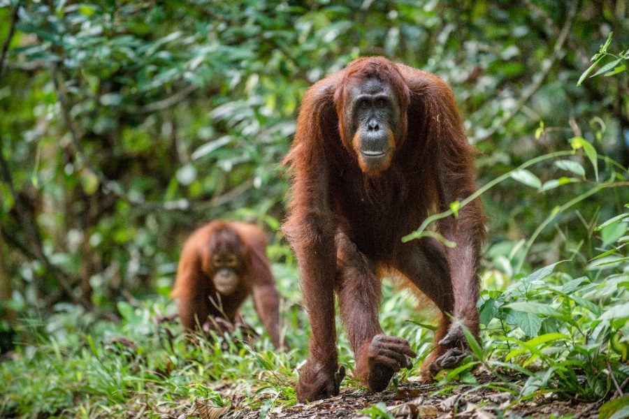 2 for 1 borneo tour