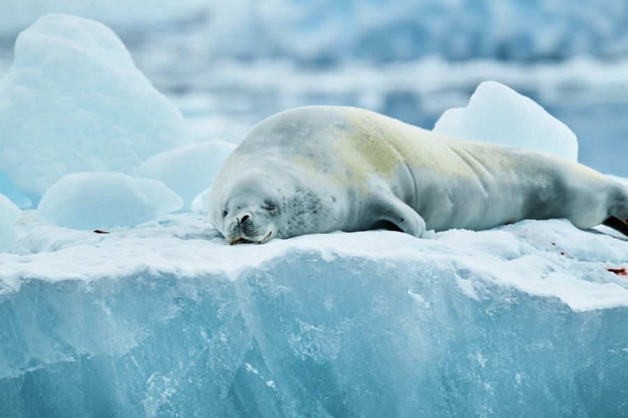 Wildlife-Antarctica-HGR-152945_1920-Photo_Roger_Brendhagen