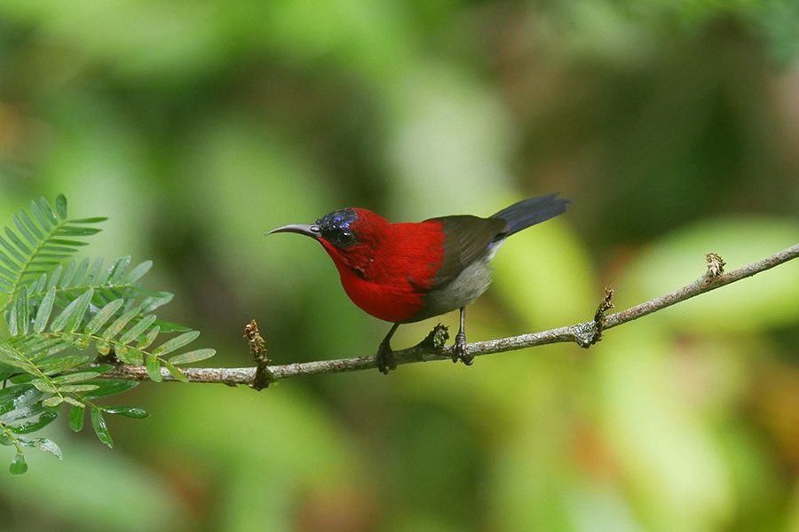 borneo wildlife tour myholiday2 - bird