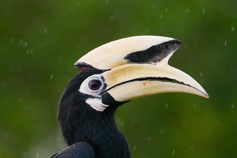 borneo wildlife tour myholiday2 - hornbill